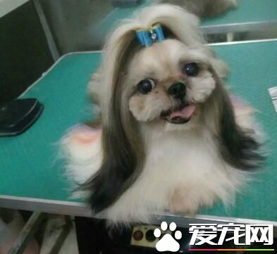 西施犬何如练习 西施犬最佳的时间是在年少期