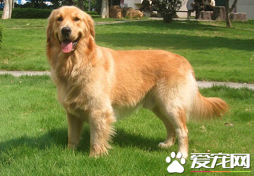 金毛寻回犬什么时间开始练习 一岁是最好练习机会
