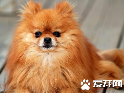 博美犬会咬人吗，训练博美犬不咬人的方法