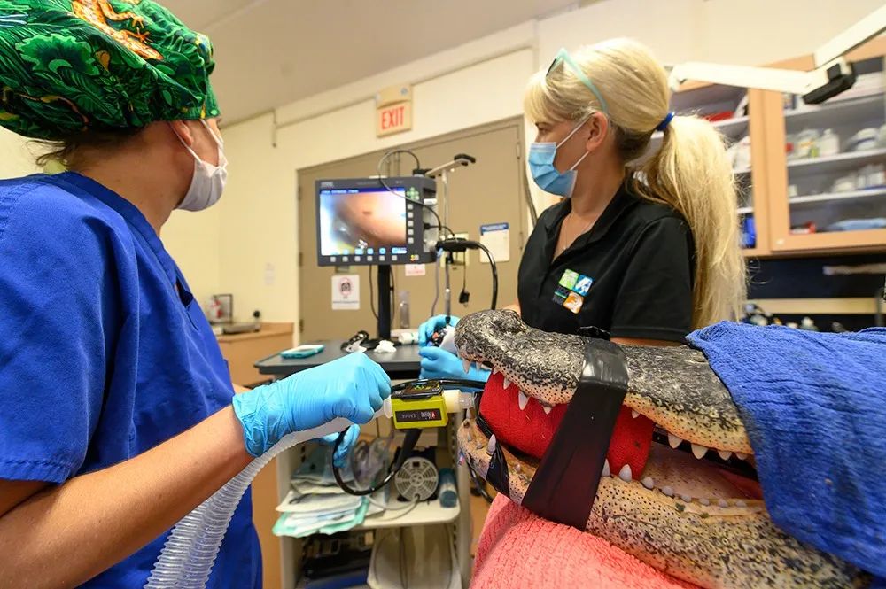 迈阿密动物园的科莫多巨蜥因误食水瓶入院接受紧急手术，但是恢复期(图19)
