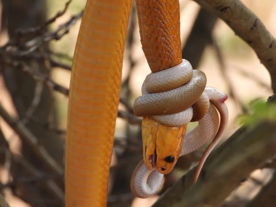 谁说小蛇就要被大蛇秒杀？顽强的小蛇差点绝杀黄金眼镜蛇！