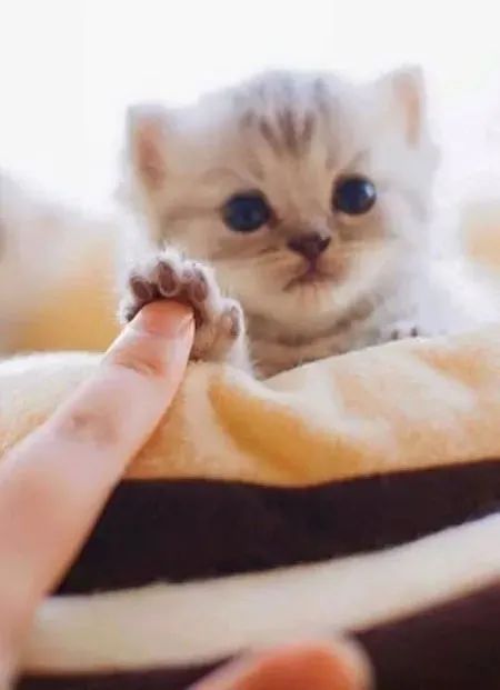 猫咪包治百病延长寿命！多大岁数开始养猫最好？