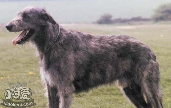 爱尔兰猎狼犬寄生虫怎么预防治疗方法，有寄生虫的症状