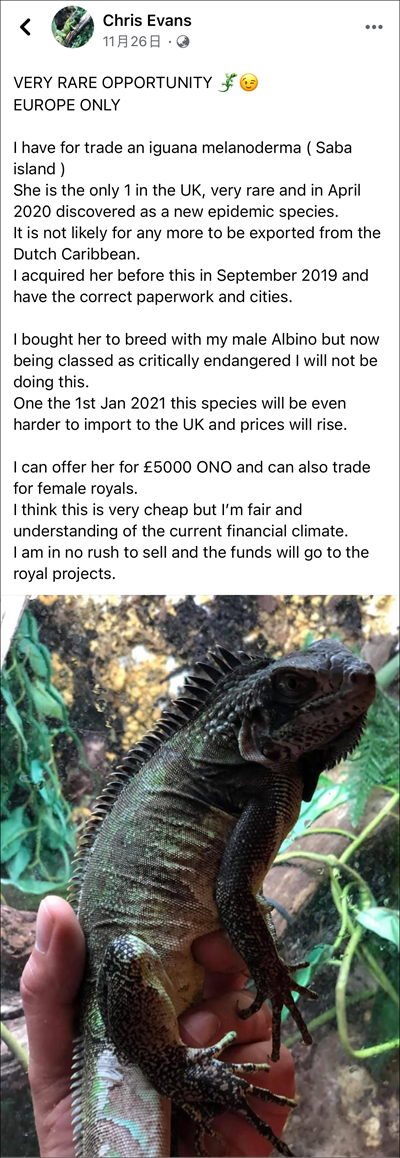 国外爬宠饲养爱好者的鬣蜥出售广告，国内的爬友看到扎心了！