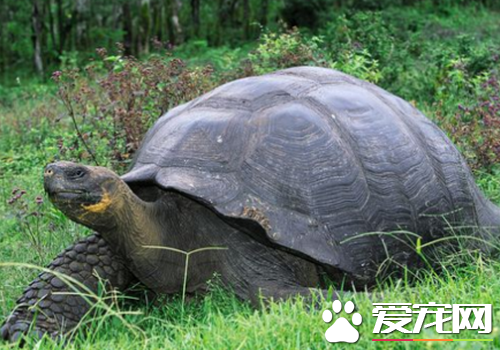 如何练习乌龟 每次喂食物前用小铃摇出声音