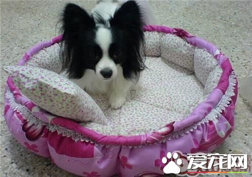 怎么样练习狗狗护食的不好的习惯