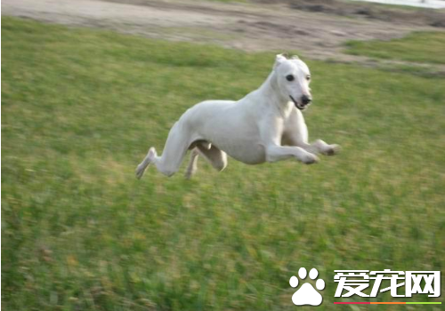 怎样训练灵缇犬，灵缇犬3-4个月的训练方法