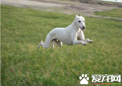 何如熟习灵缇犬 灵缇犬3-4个月的熟习方式