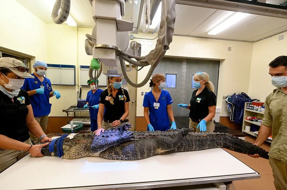 迈阿密动物园的科莫多巨蜥因误食水瓶入院接受紧急手术，但是恢复期(图15)