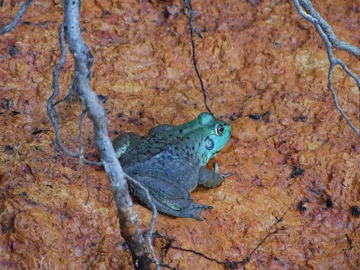 网友发现了一只蓝色野生大牛蛙，吃还是不吃这是一个问题(图3)