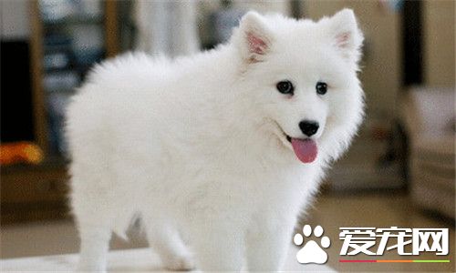 银狐犬好练习吗 银狐犬的练习办法有什么