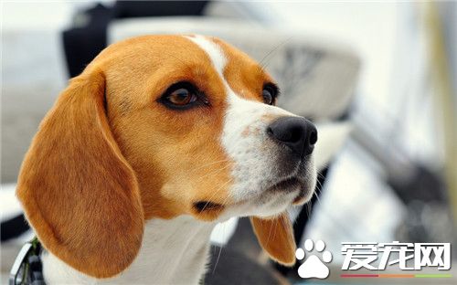比格犬如何练习上卫生间 练习比格犬定点上卫生