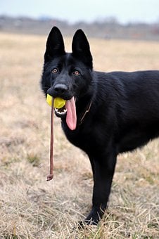 阿拉斯加犬不妨吃胡萝卜吗