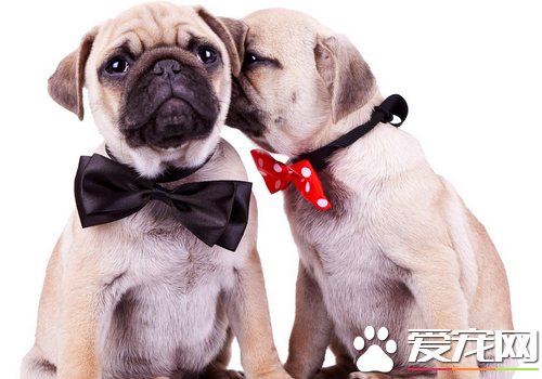 巴哥犬的练习 喂些食物予以鼓励