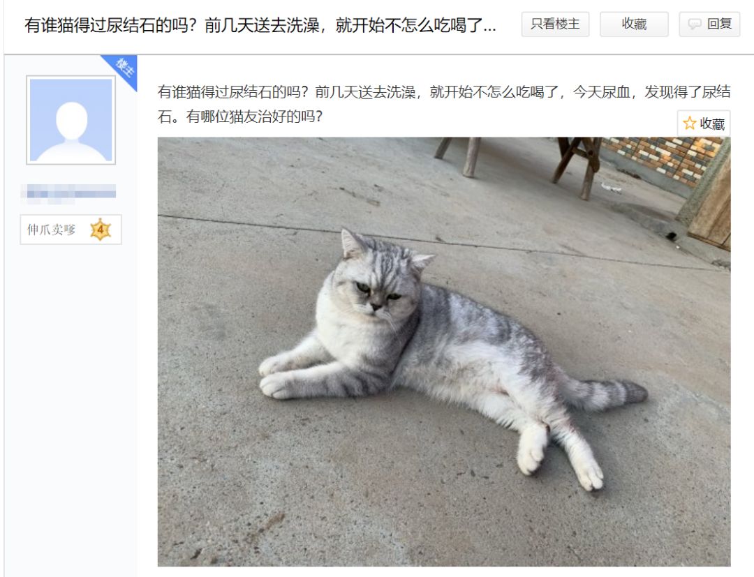 送猫咪去洗澡，竟被吓得尿结石！掌握这类办法防止猫咪应激生病