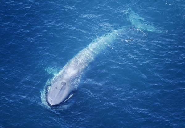 蓝鲸吃什么
