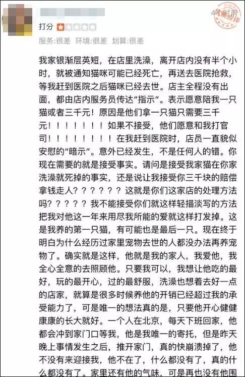 一周内两只猫外出洗澡，一死一伤！带猫去洗澡必须做好两件事(图10)