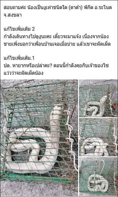 泰国网友发现了一条露西眼镜王蛇(图1)