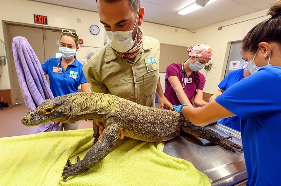 迈阿密动物园的科莫多巨蜥因误食水瓶入院接受紧急手术，但是恢复期(图1)