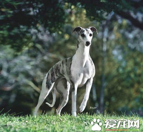 怎样训练惠比特盯光，出生后的5个月适合训练