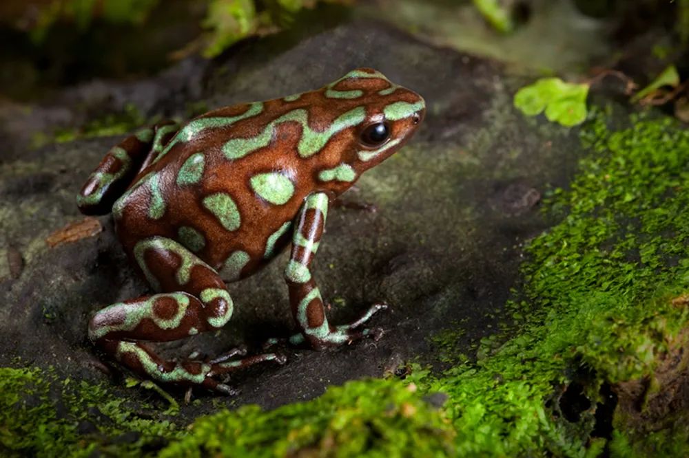 超级罕见的红眼白子“玻璃蛙”，却是蛙类饲养爱好者的梦幻级收藏！(图40)