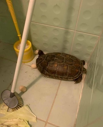 他拣到黑龟暂搁在茅厕 下一秒启门惊呆了