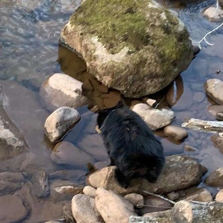 为了救小熊他绝不徘徊跳下水 过后超等高兴本人救了这条命
