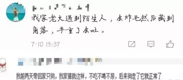 送猫咪去洗澡，竟被吓得尿结石！学会这些方法避免猫咪应激生病(图6)