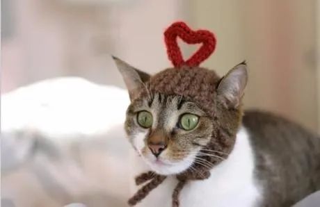 向猫说「我爱你」的正确方式！真爱猫就别让他只吃猫粮(图7)