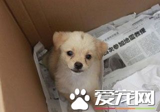 如何在箱子内练习狗狗大小便？