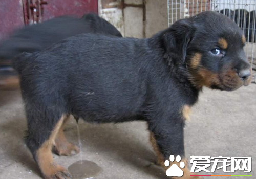 罗威纳犬几个月可以开始练习 应该从幼年时期开始