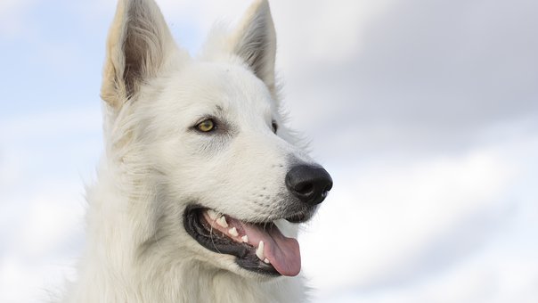阿拉斯加雪橇狗的肉能吃吗？