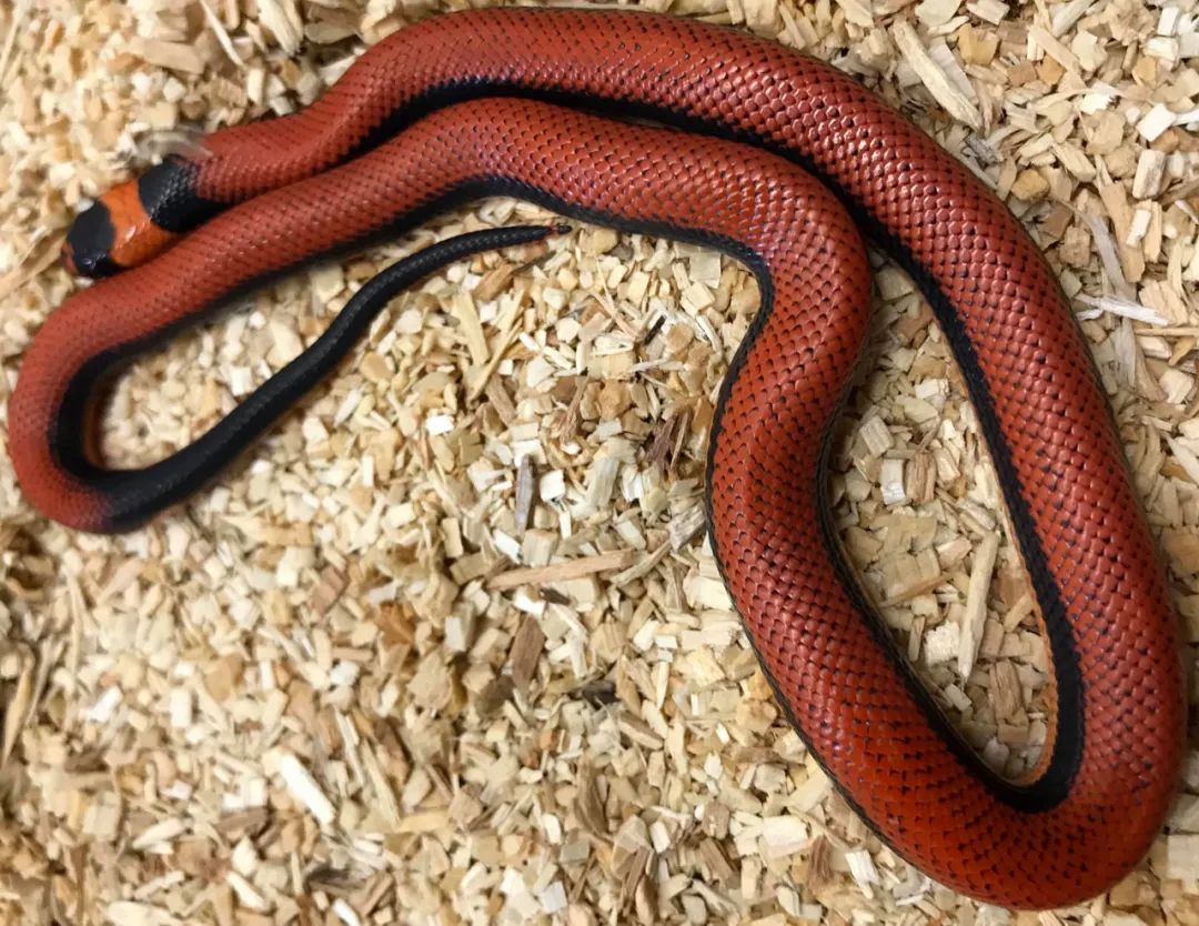 分享几例颜色和纹路俱佳的杂交宠物蛇(图2)