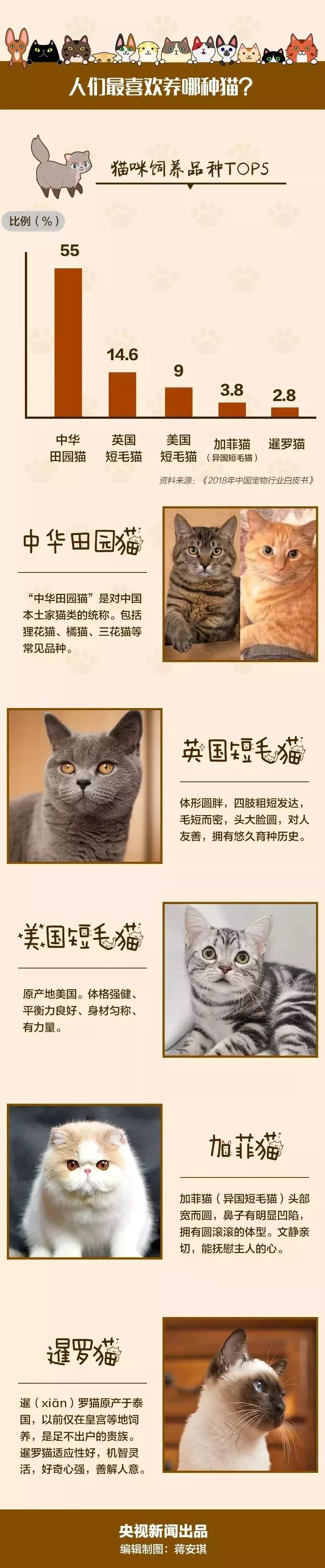 中国人最喜欢养的五种猫！你家主子入选了吗？