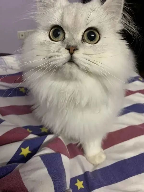 一周内两只猫外出洗澡，一死一伤！带猫去洗澡必须做好两件事(图5)