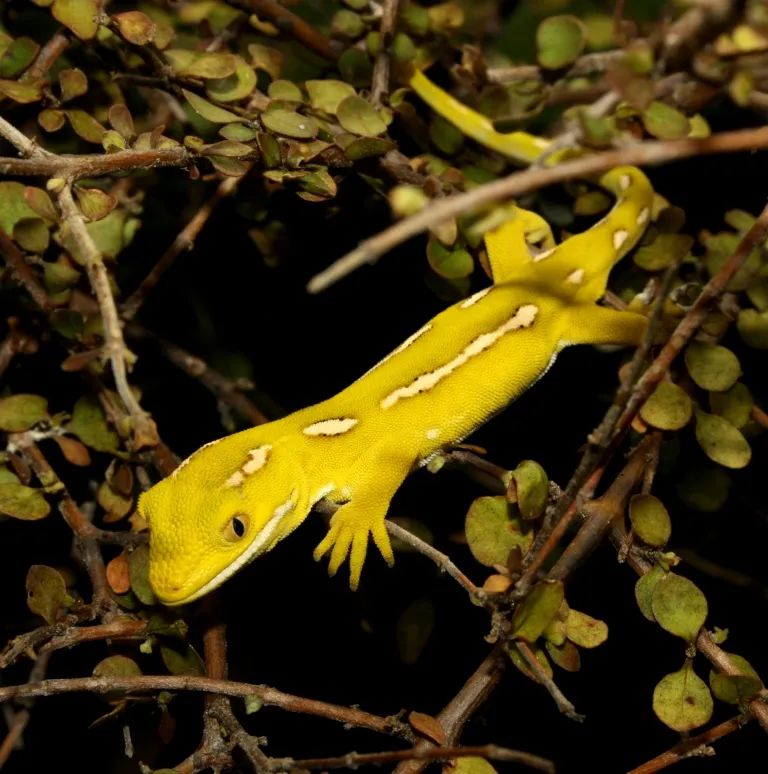 从瑞士爬友的“荧光黄”新西兰绿树守宫说起，浅谈这些爬圈“神物”(图49)