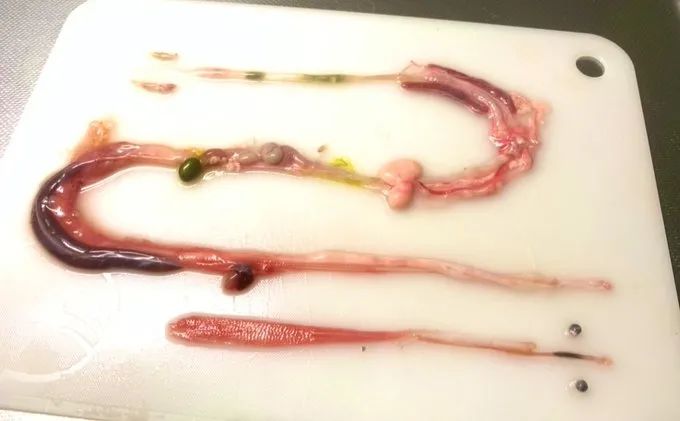 日本网友拍摄的制作蛇类标本全过程，居然还是生物解剖学的教学科普(图7)