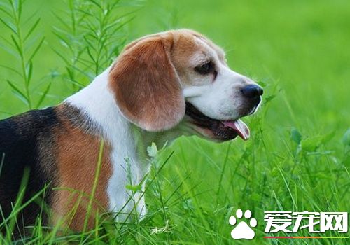 怎样样练习比格犬打猎 不妨运用美食去诱导