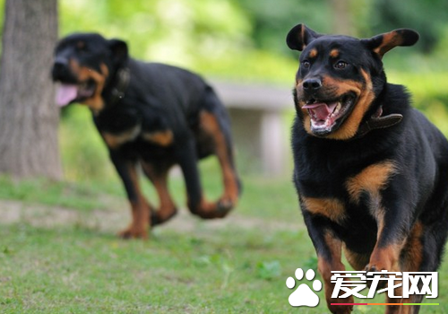 罗威纳犬多大开始练习 练习罗威纳犬应该按部就