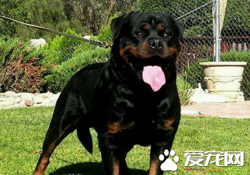 罗威纳犬练习手式 罗威纳犬前来的手势口令