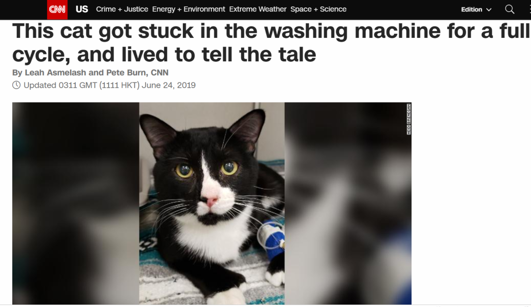 洗衣机又杀死了一只猫！养猫家庭洗衣服前，有件事不能偷懒(图7)