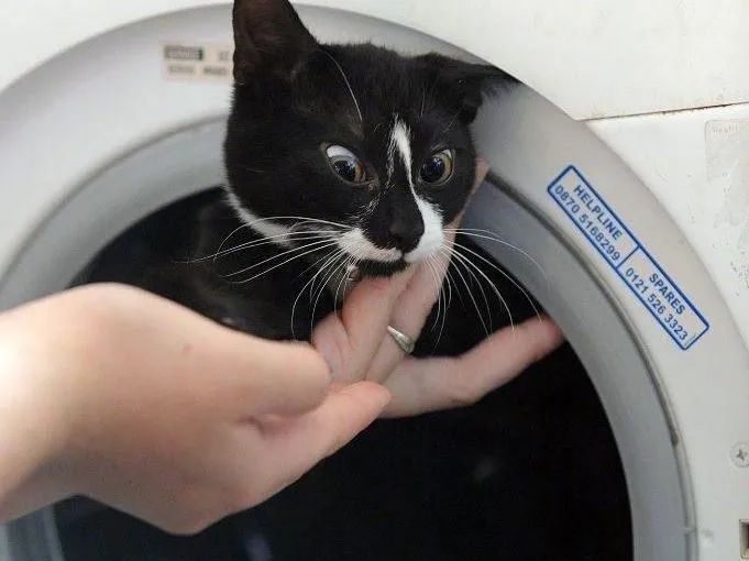 洗衣机又杀死了一只猫！养猫家庭洗衣服前，有件事不能偷懒(图18)