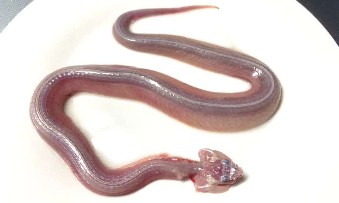 日本网友拍摄的制作蛇类标本全过程，居然还是生物解剖学的教学科普(图2)