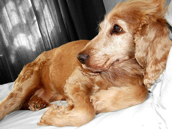 犬瘟狗狗呕吐吃那些药好