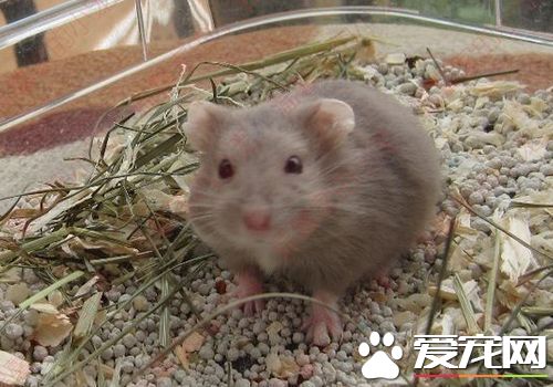 一线仓鼠如何练习 练习仓鼠习惯你的气味