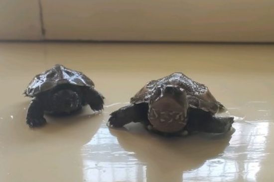 黑龟没有吃龟粮怎样办