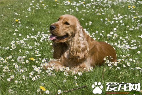英国可卡犬好练习吗 英国可卡犬是非常不错练习