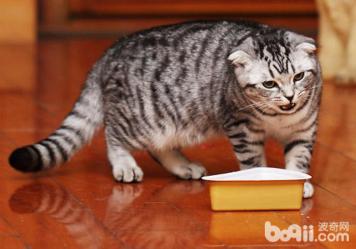 猫咪刨猫饭盆的猫粮是怎样回事