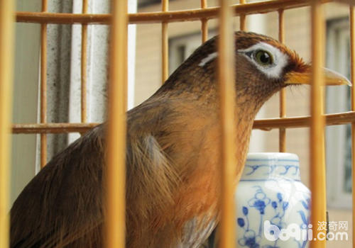 如何养好斗鸟