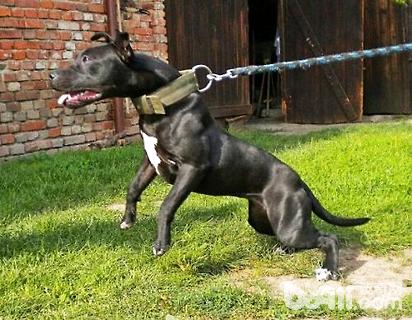 比特犬和藏獒哪个厉害?比特犬vs藏獒
